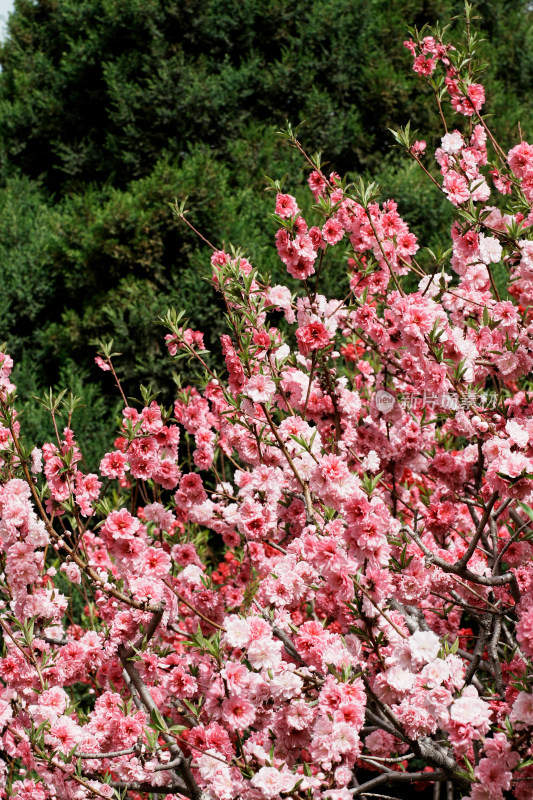 北京莲花池公园桃花