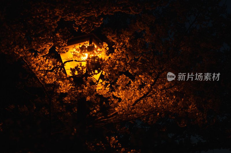 青岛中山公园，夜色中的樱花盛开