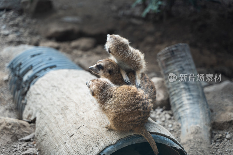 狐獴猫鼬细尾獴聚在一起