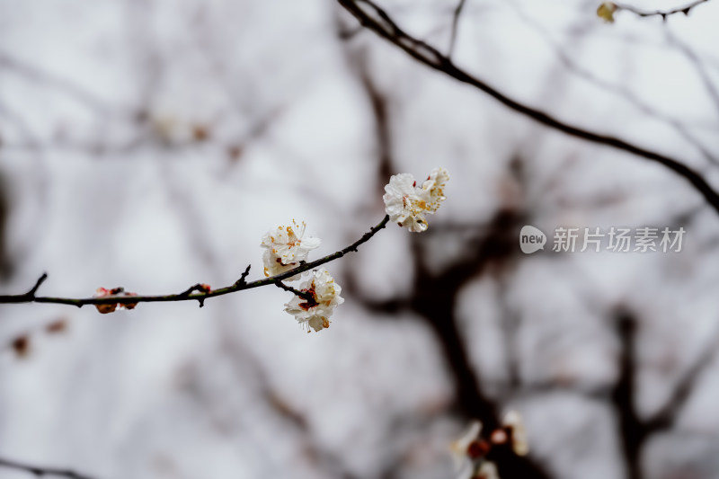 微距视角下的西溪湿地雨中盛开的梅花