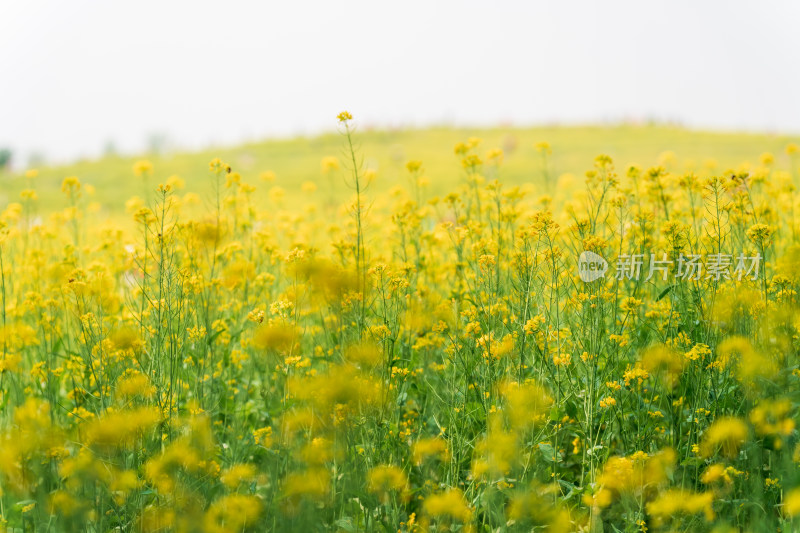 春天盛开绽放的金黄色油菜花田