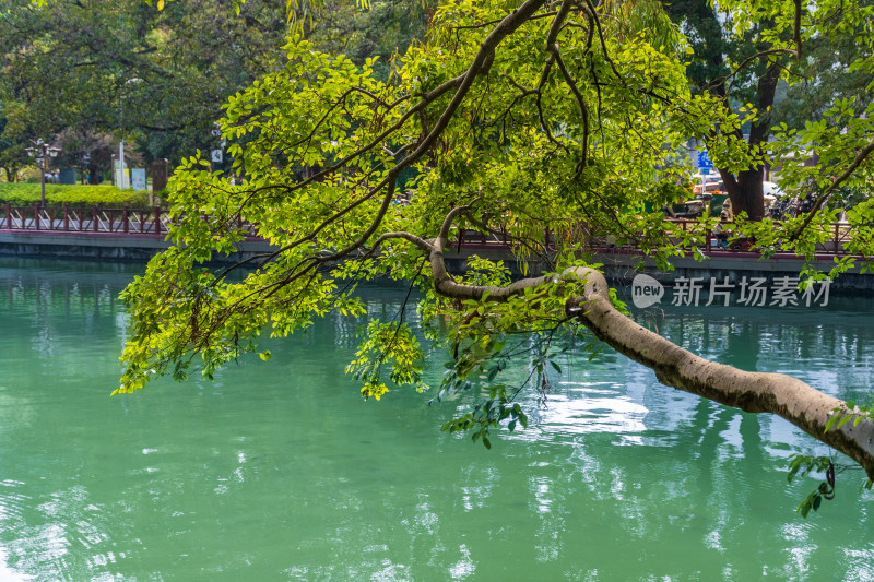 福州西湖公园秋景