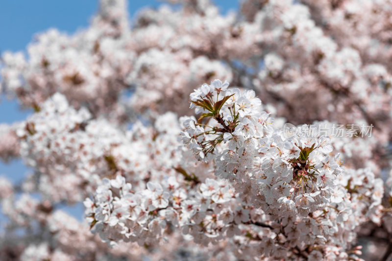 春季蓝天下的樱花特写