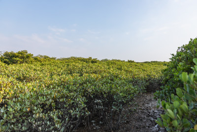 湛江高桥红树林保护区