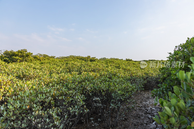 湛江高桥红树林保护区