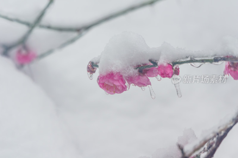 武汉东湖梅园雪中梅花盛开