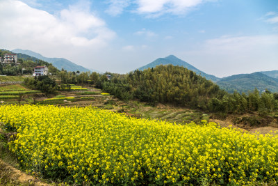 春天的油菜花