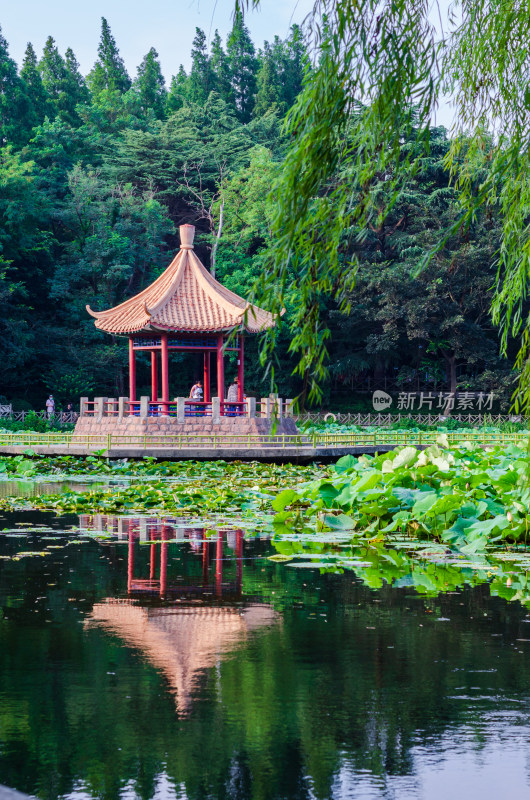 青岛中山公园小西湖夏日湖中小亭倒影