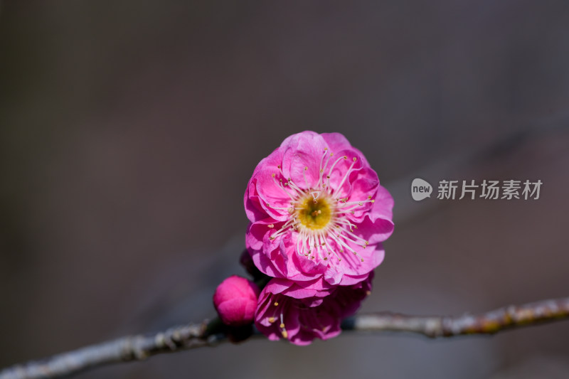 南京梅花山景色