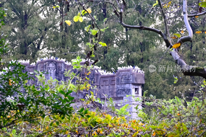 南京钟山风景名胜区音乐台白鸽风景