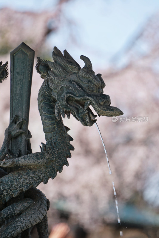 日本，川越喜多院，日式建筑与垂枝樱