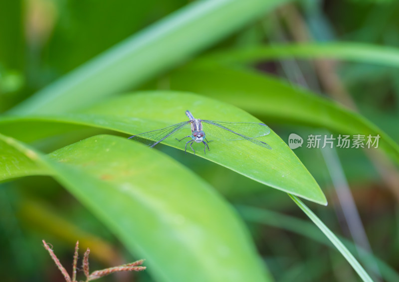 蓝蜻蜓栖息枝头