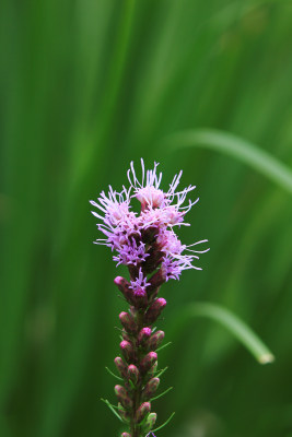 蛇鞭菊，麒麟菊，猫尾花