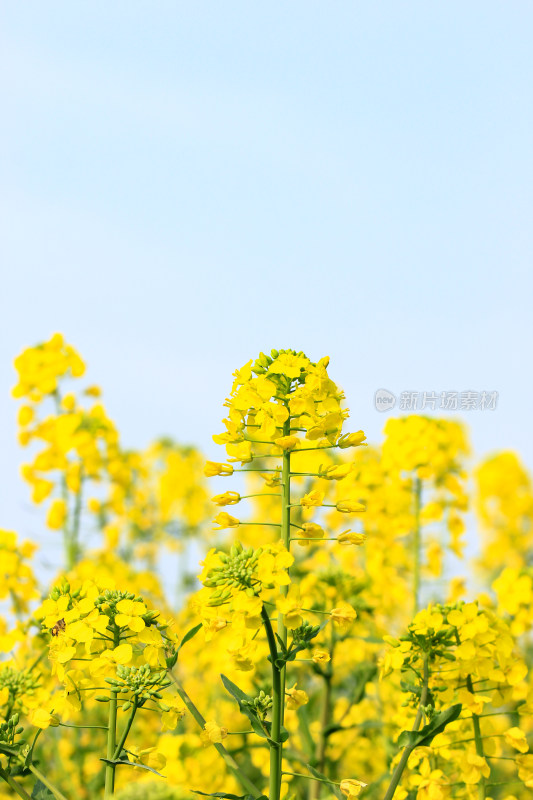 蓝色自然背景中的油菜花