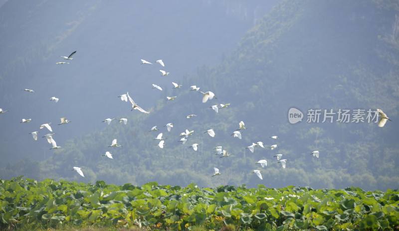 国家湿地公园 长满荷叶的池塘白鹭飞过