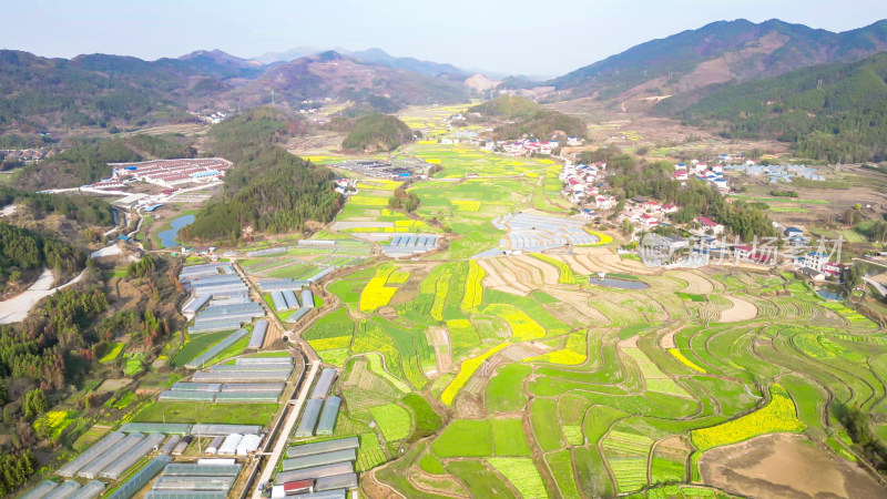 农业种植农田油菜花美丽乡村航拍