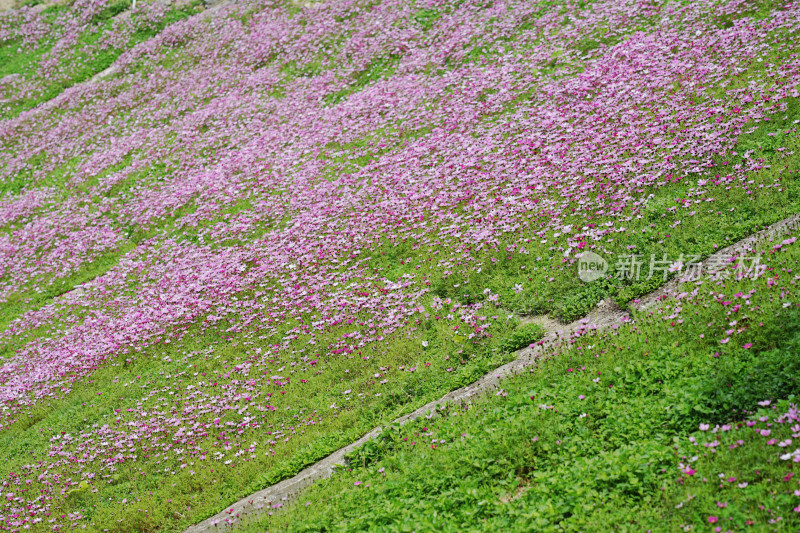 云浮翔顺象窝酒店，漫山遍野盛开的格桑花