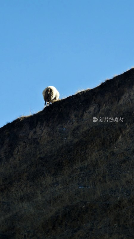 山坡上的羊，展现自然环境中的动物身影