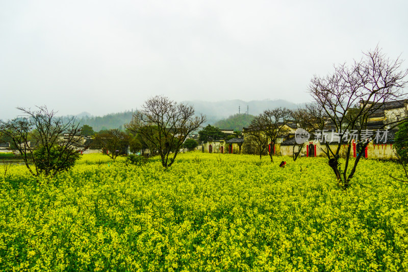 安徽黄山市黟县5A景区雨中的西递古镇