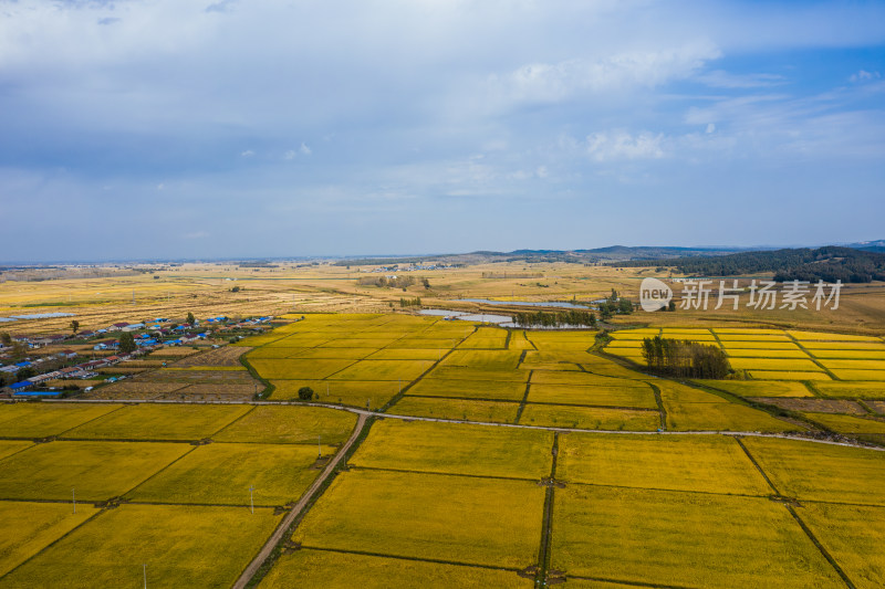 航拍五常市正在收割和为收割的水稻田