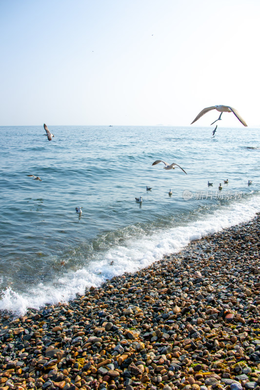 海边鹅卵石海滩上海鸥飞翔