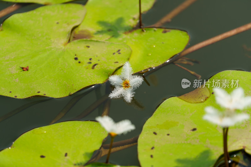 水生植物金银莲花