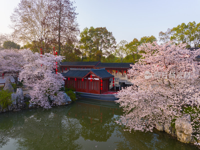 武汉东湖磨山樱花园樱花盛开