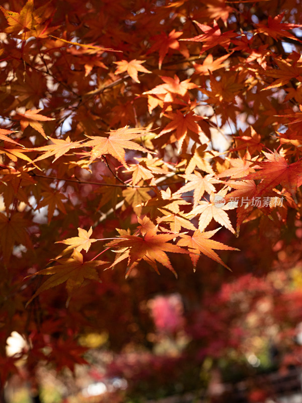 满屏的秋天红色枫叶背景图