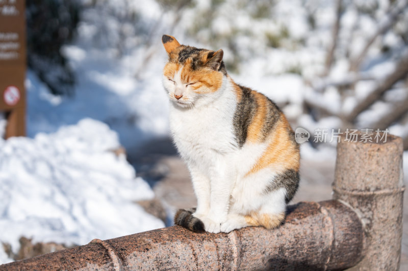 雪地中坐着的橘白相间猫咪