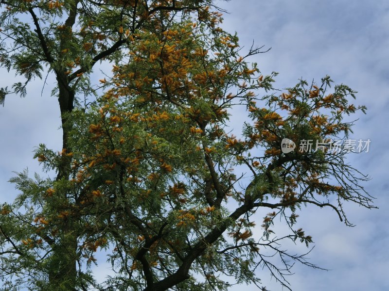 枝叶繁茂的树木与点缀的橙花相映成趣