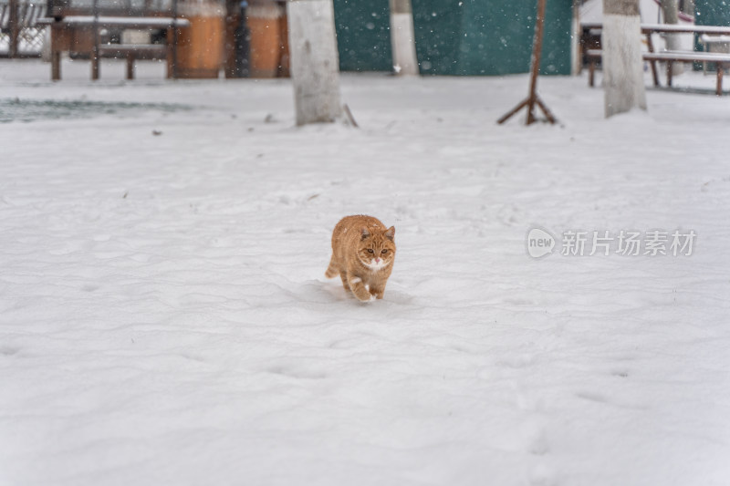 冬季橘猫在雪地行走下雪天