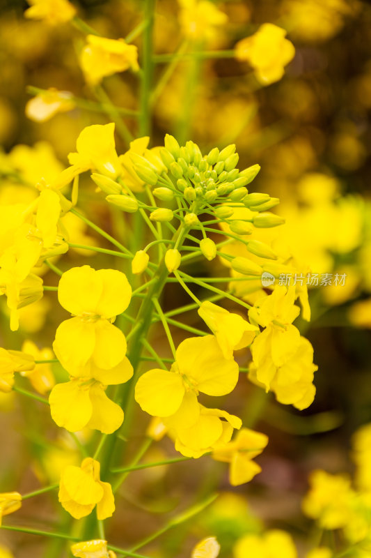 黄色油菜花近景特写