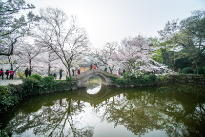 无锡鼋头渚樱花谷