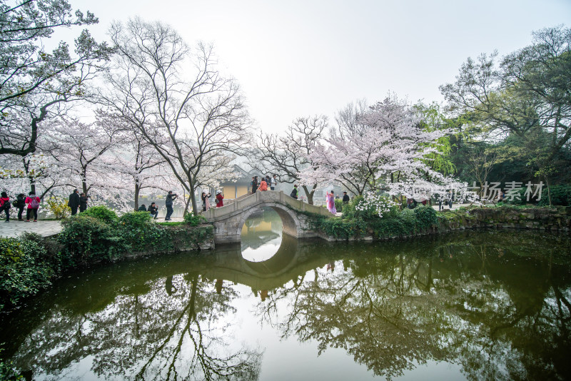 无锡鼋头渚樱花谷