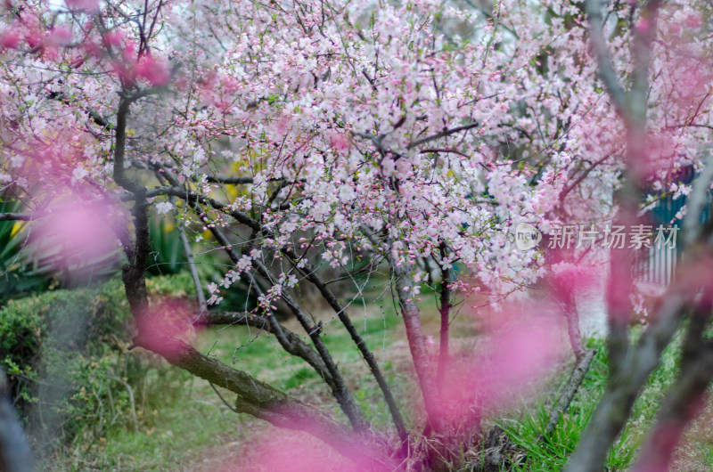 春天公园里的花树