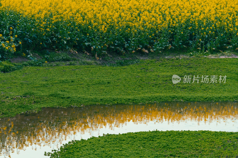 桃花樱花油菜花