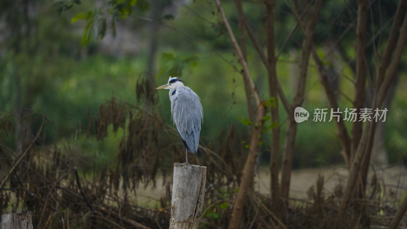 深圳宝安九围湿地公园鹭岛生态实拍