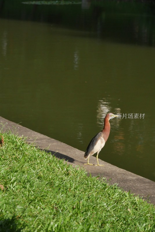 面向阳光的夜鹭