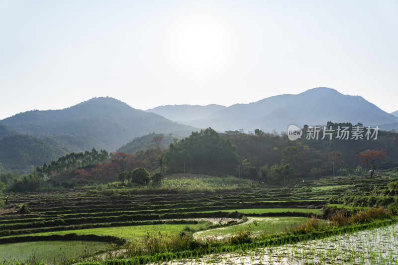 昌江木棉花稻田风景