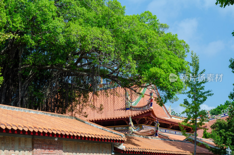 福建泉州承天寺的大榕树和古建筑
