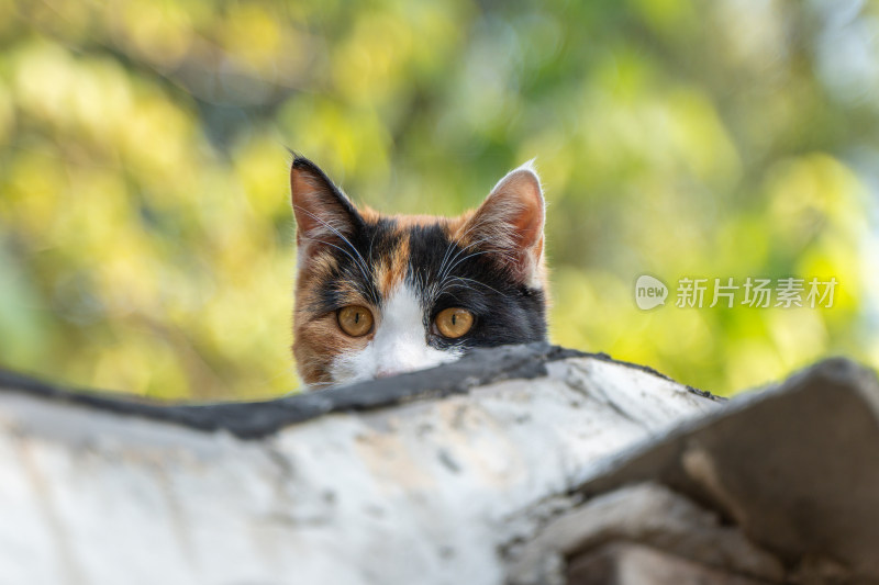 三花猫的好奇世界萌态瞬间