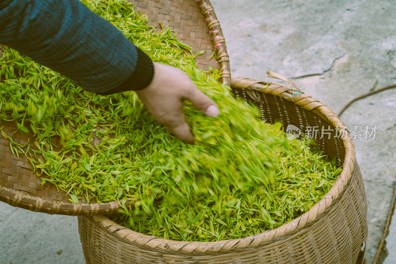 特写新鲜茶叶素材