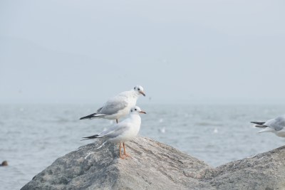 站在石头上的海鸥 