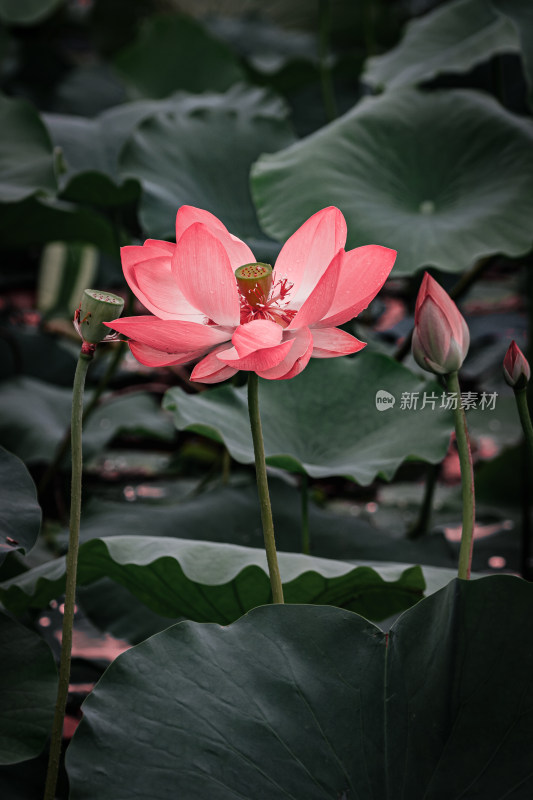 雨后荷花