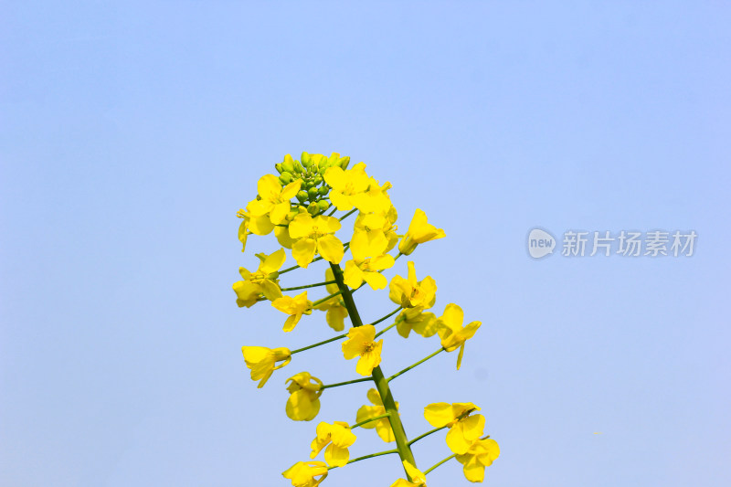 春天金黄的油菜花特写