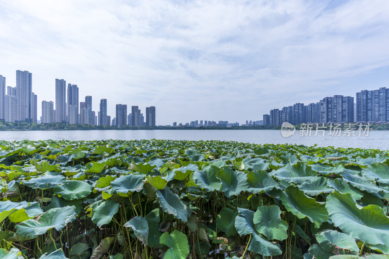 武汉江夏区汤逊湖壹号湿地公园风景