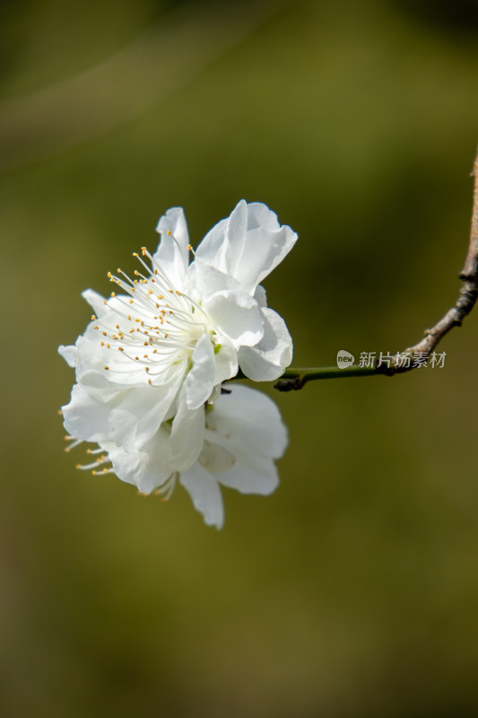 春天枝头盛开的白色桃花特写