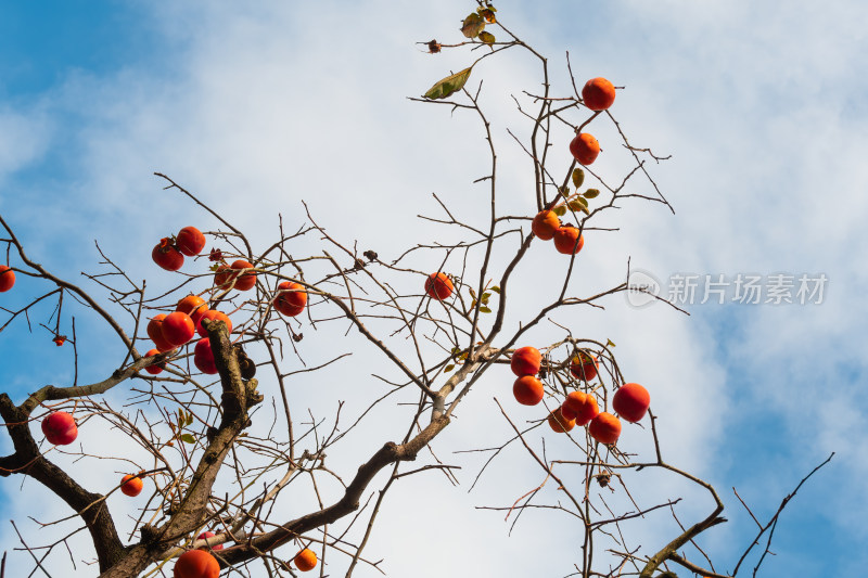 婺源篁岭金秋柿子丰收