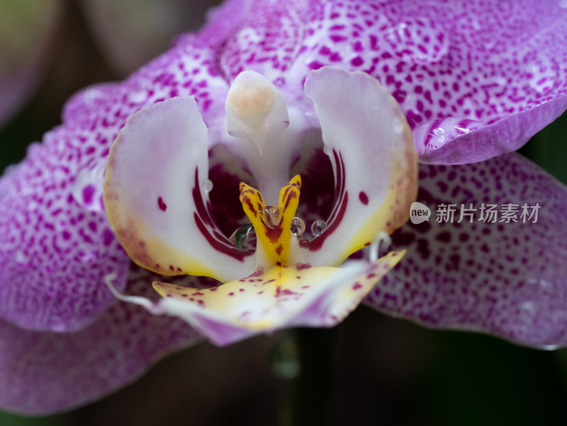 蝴蝶兰开花微距特写