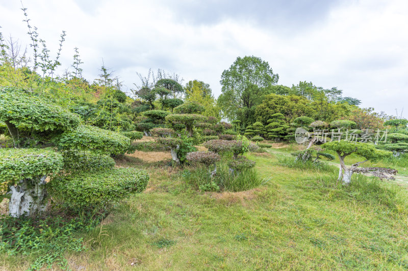 武汉江夏区藏龙岛国家湿地公园风景